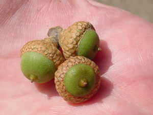 Southern red oak acorns